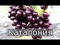 Виноград Каталония. Новая гибридная форма Бурдак А.В. с ультра ранним сроком созреванием.