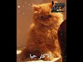 حبيتتت اعرف مابيجيب دعم بس اك Fyp Cute فراشات سيرو