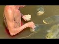 Fishes feelings of love and affection towards humans  amazing fishes love  rana reaction
