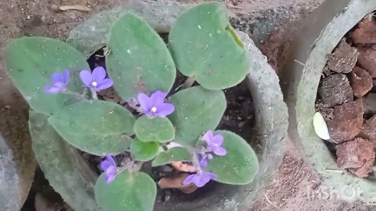 ලස්සන මල් ටිකක් බලමු 🍃🌼💕