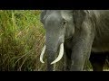 Elephant Murder Mystery 🐘- Nature Shock | Elephant Documentary | Natural History Channel