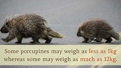 14 Interesting Facts You Should Know About Porcupine
