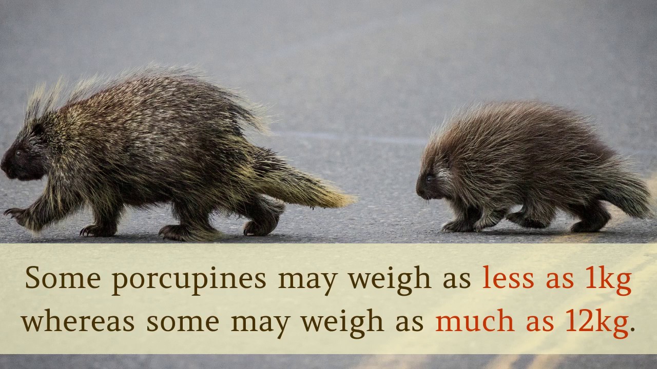 porcupine facts