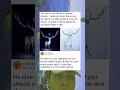 The Original And The Little Brother Version Moonlit Deer Duo