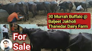 Top 14-20+ Milk 30 Murrah Buffalo for sale @ Thanedar Dairy Farm Sold & deliver to Maharashtra