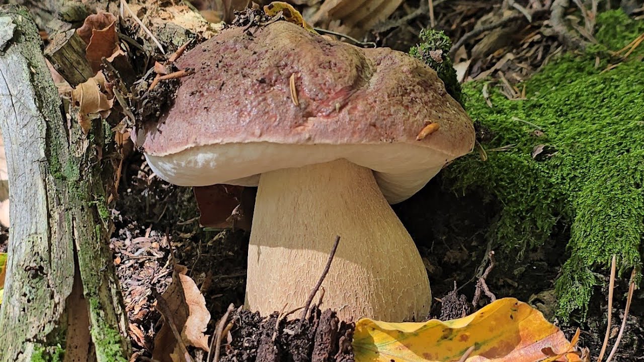 FUNGHI PORCINI 2024 | Esplosione di Porcini alla fine di settembre