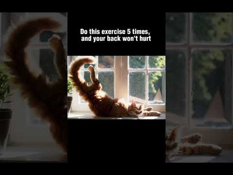 Exercises For Back Pain Cat Pets Catlover Catlover Catvideos Catshorts Training