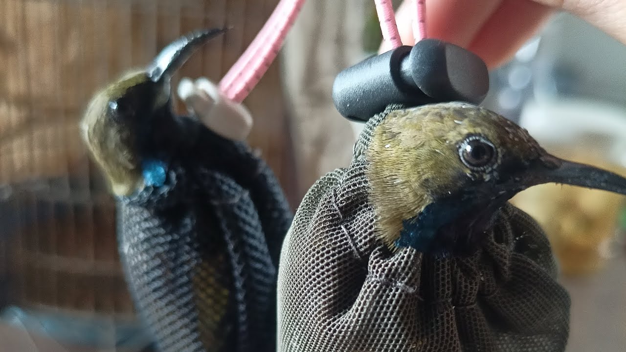 #VÀO CÁM HÚT MẬT 5 MÀU BỔI TỐ CHẤT