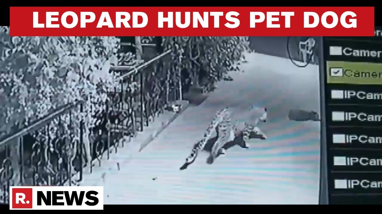 Watch: Leopard Sneaks Inside House Compound In Nashik; Hunts Pet Dog Sleeping Outside