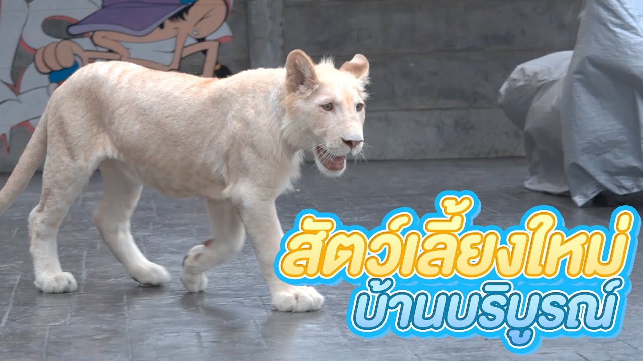 เซอร์ไพรส์ป้าแก้วครั้งใหญ่ จัดสิงโตมาให้ตัวเป็นๆครับ l Boriboon Family