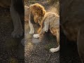 Hiding From the King of the Jungle… A Silent Test of Survival #SurvivalStory #StayCalm