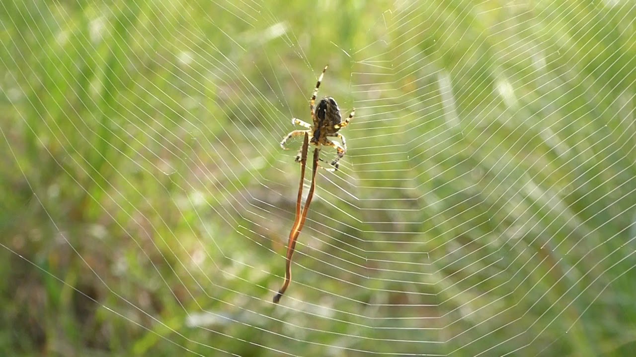 Vroege Vogels - Nette kruisspin