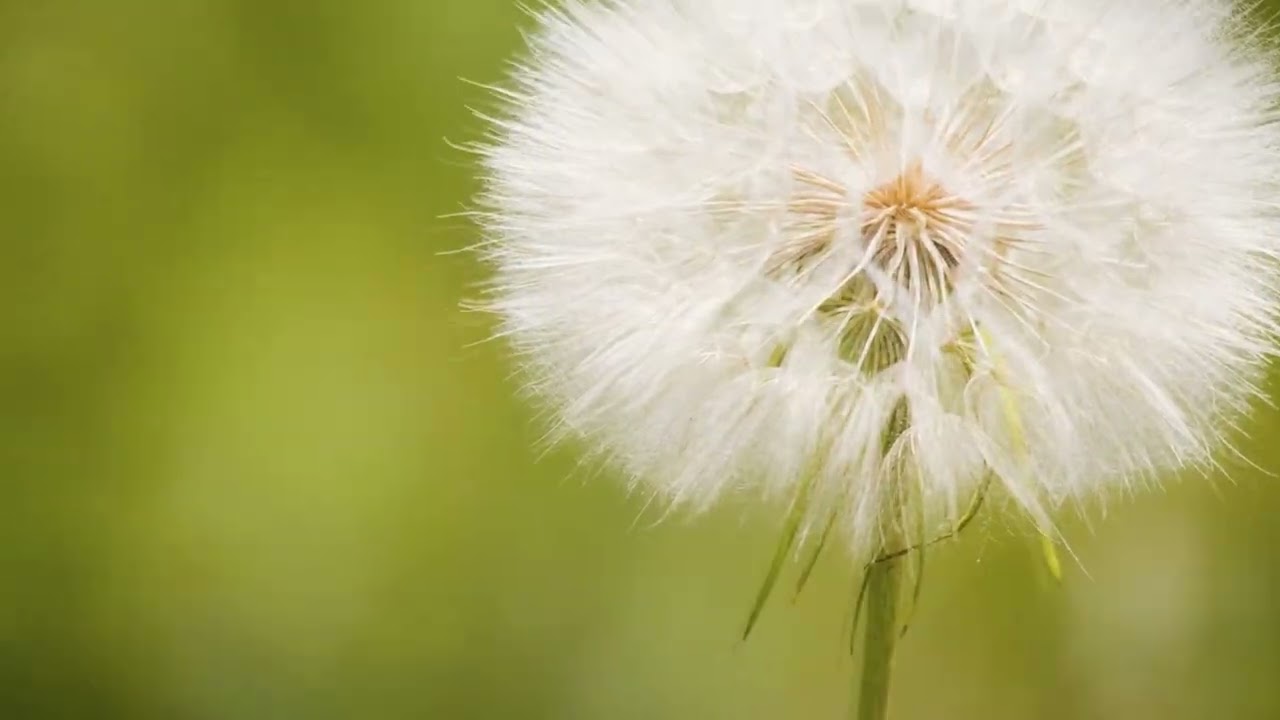 Fakr Tsy kivy Lyrics