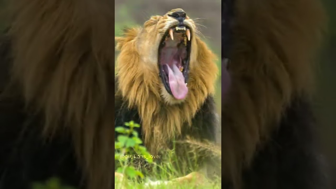 Handsome lion of Gir National Park||the most Handsome Lion||gir Forest||sasan gir#handsome #lion