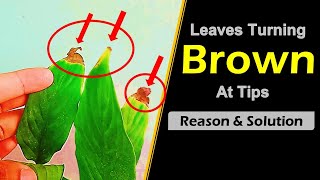 why plant leaves turn brown and dry on the ends