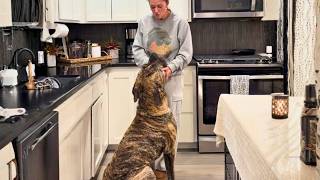 Everyone Called This Cane Corso "Unadoptable"... Until One Heartbroken Woman Walked In