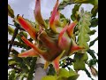 Dragon Fruit Farming In Kenya