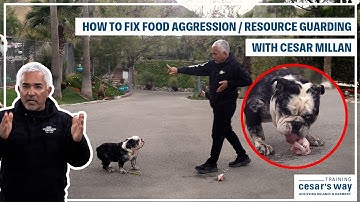 HOW TO FIX YOUR DOG