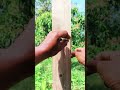Clever woodworking technique drawing perfect curves with fine lines