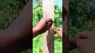 Clever woodworking technique drawing perfect curves with fine lines