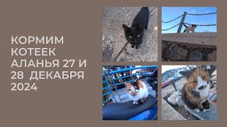 АЛАНЬЯ КОРМИМ КОШЕК 27 И 28 ДЕКАБРЯ 2024 ROMKA ROKER