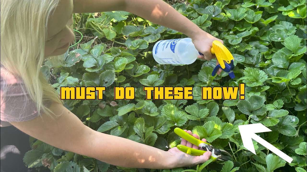 Strawberry Summer Care:4 MUST DO Summer Strawberry Plant Chores🍓