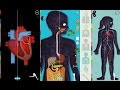 The Human Body by Tinybop - Best iPad app demo for kids - Ellie