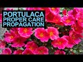 Portulaca Proper Care And Propagation