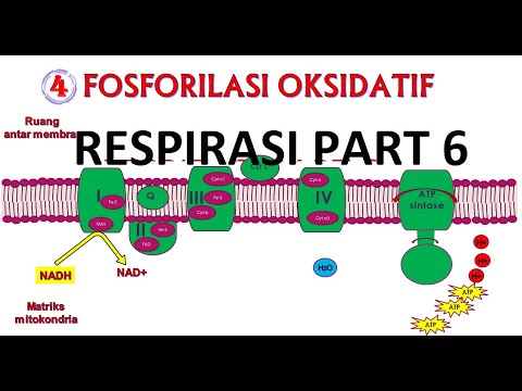 Video: Semasa fosforilasi oksidatif atp sintase dikuasakan oleh?