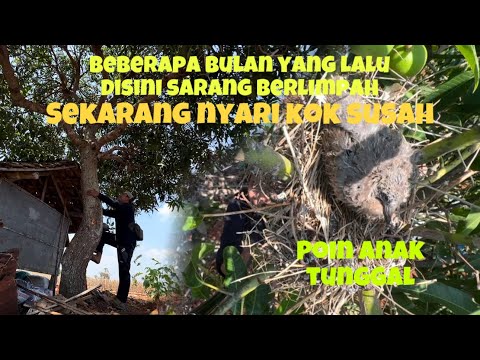 Lahan jadi gersang, banyak burung enggan bersarang- efek kemarau panjang 😱😱😱
