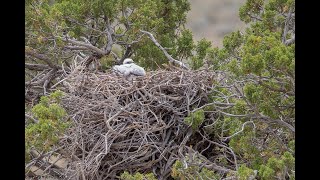 Raptor Nests
