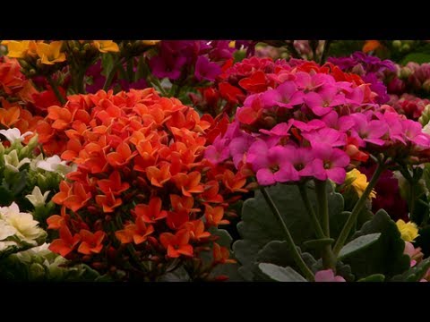 Vídeo: Preparando Um Jardim De Flores Para O Inverno