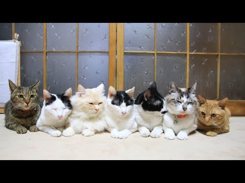 7匹の猫のお食事　cat meals　210522