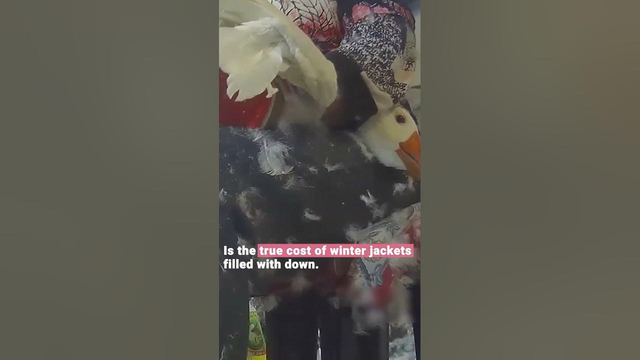 Geese 🦢 are suffering terribly while being plucked alive YouTube