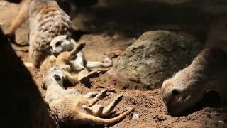 Meerkat sounds