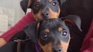 Double Cute Pincher Puppies - Cuteness Overdose!
