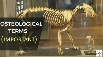OSTEOLOGICAL TERMS | veterinary first year | Anatomy