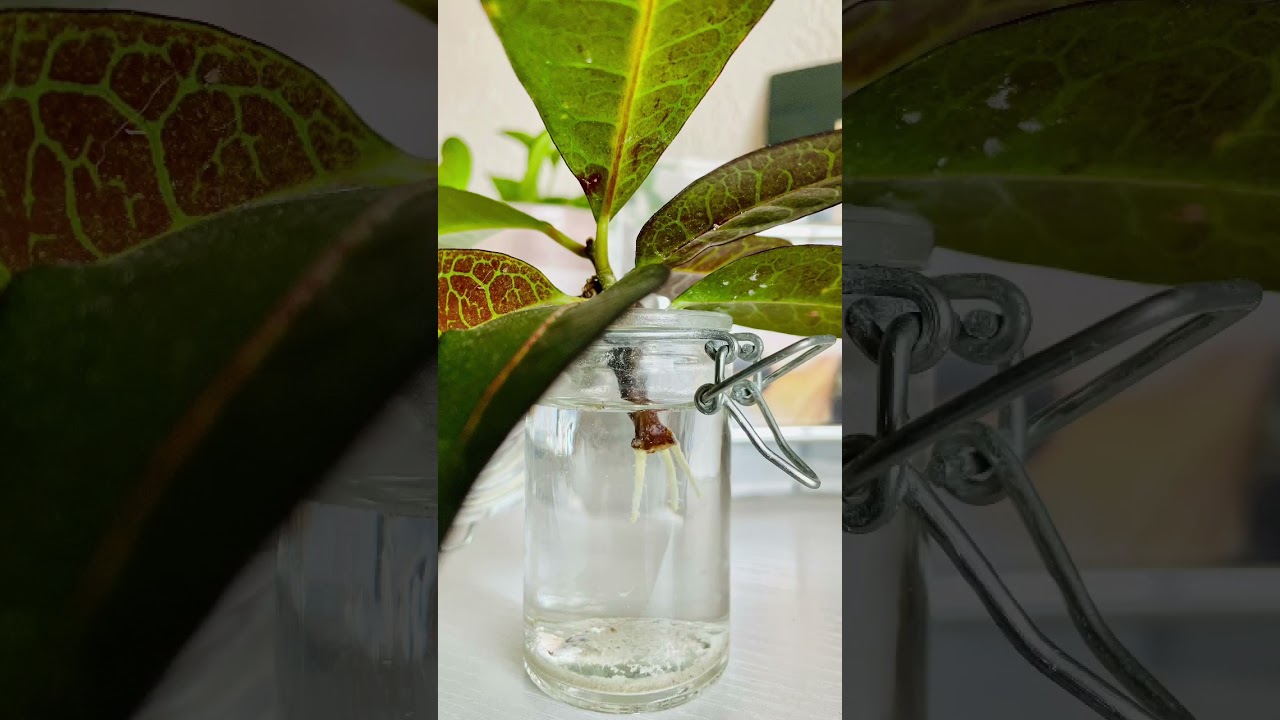 Garden Croton root growth!