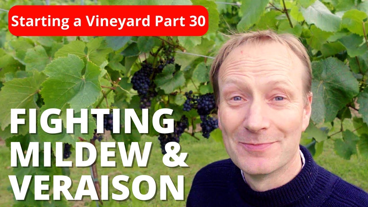 Mildew: The Silent Crop DESTROYER and VERAISON means harvest is CLOSE