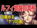 1043話【ルフィ覚醒の真相】〜第一弾〜ゴムゴムの実に宿る〝魂〟の存在とそこから分かるロジャーがラフテルに残した〝あるモノ〟にトリハダ！！