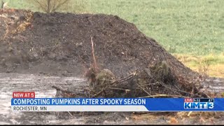 Composting pumpkins after spooky season