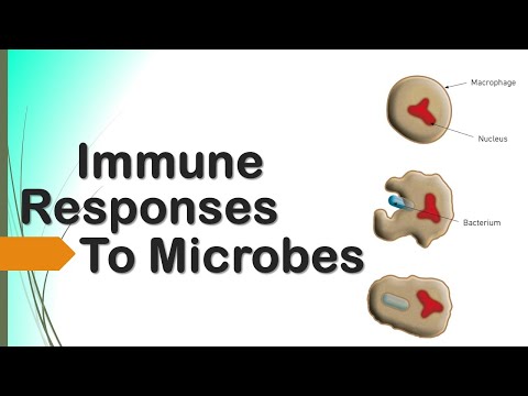 Video: Respon Imun Dan Mikrobiologi Tempatan Terhadap Pentadbiran Mucosal Daripada Immunotherapeutic Agonist Liposome-TLR Dalam Anjing