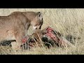 TRAS LA HUELLA DEL PUMA - TORRES DEL PAINE PATAGONIA CHILE