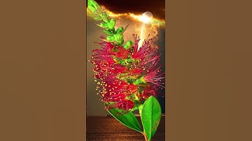 🌱🌹🌱 سبح اسم ربك الأعلى 🌱🌹🌱 تلاوة خاشعة 🌱🌹🌱 بصوت هادئ عذب 🌱🌹🌱 القارئ عبد الرحمن مسعد 🌱🌹🌱