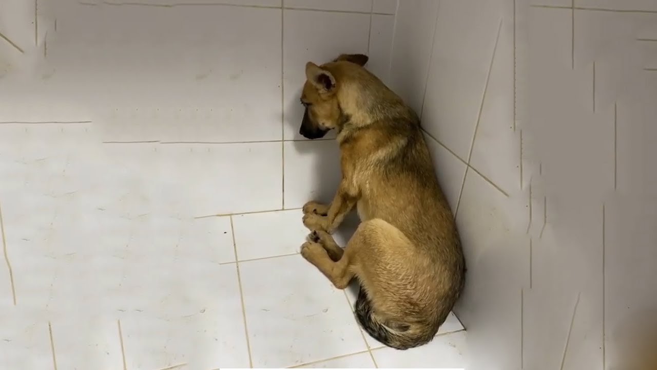 Rescue Abandoned Dog By The Roadside Is Suspicious, Hiding from People