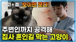 '결혼해야 되는데.. 고양이 때문에 망설여져요' 집사와 여자친구까지 공격하는 고양이! 멈추지 않는 입질의 원인은 '이것'?┃고양이를 부탁해┃알고e즘