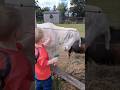 Horses &amp; Goat Adventures with Mr Baby &amp; Grandad Gibby #babydevelopment #horse #goat #love