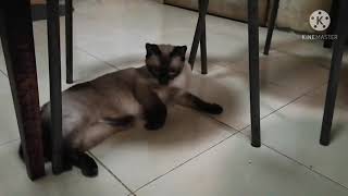 My Siamese (Thai Cat) Avatar is my name/Want to play and talk! by CL GARCIA 1,908 views 2 years ago 11 minutes, 48 seconds