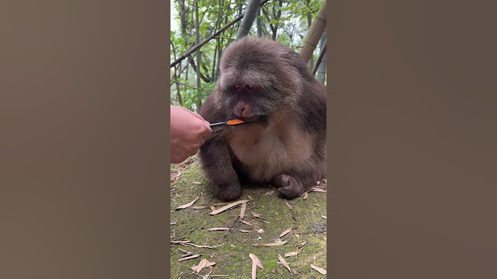 Maluo is a little alert  but not very high#cute#monkey#animals