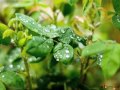 The Science Behind Dew and Fog Formation